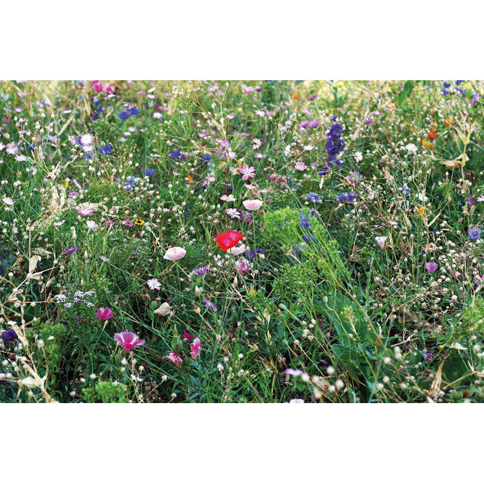 Flowers mix seeds in envelope