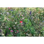 Flowers mix seeds in envelope