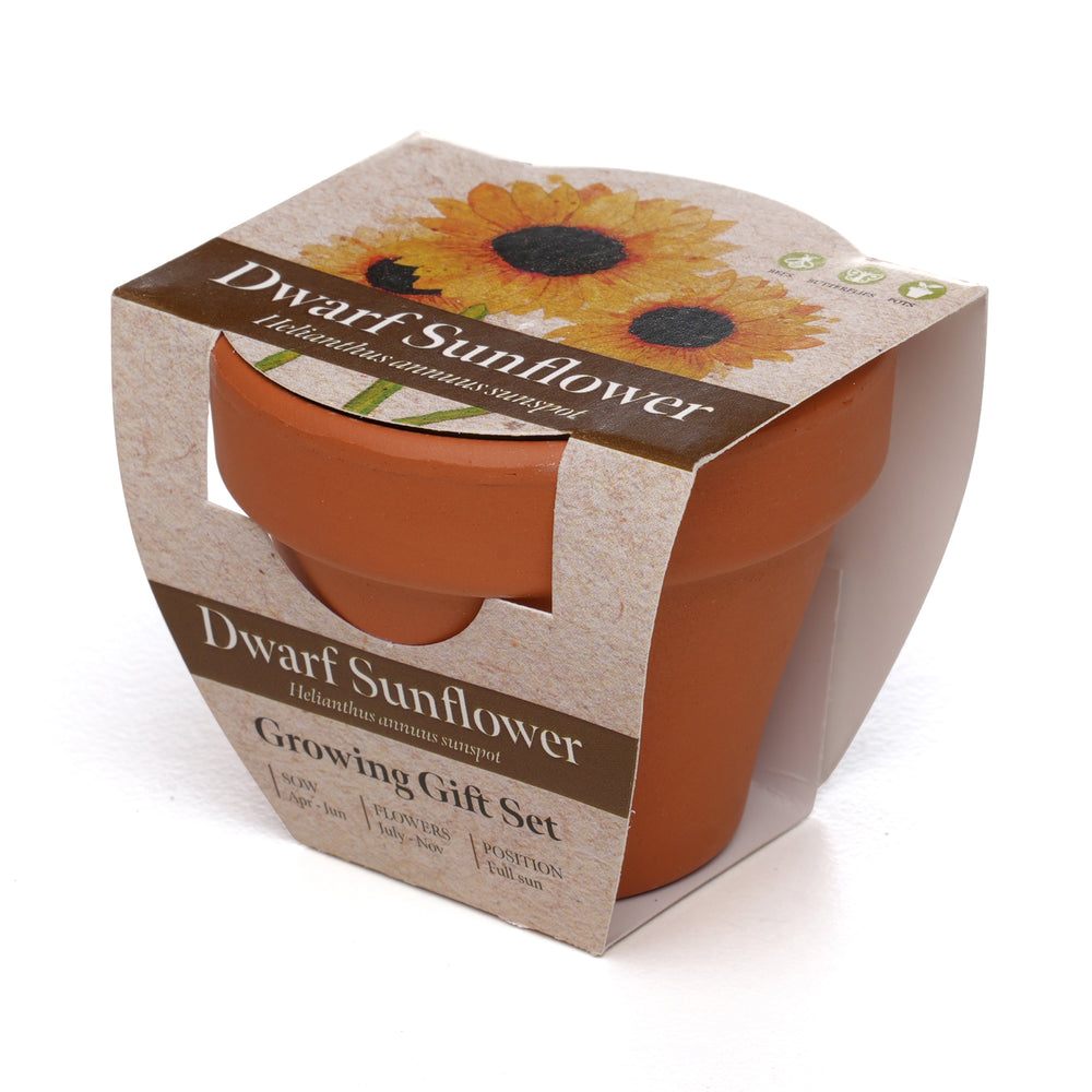 Growing Gift Dwarf Sunflower