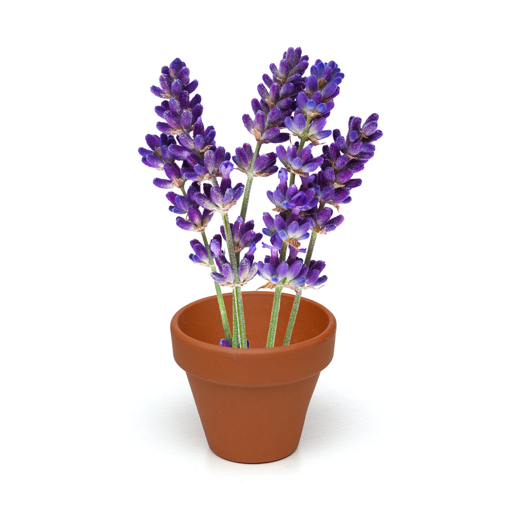 Growing Gift Lavendar