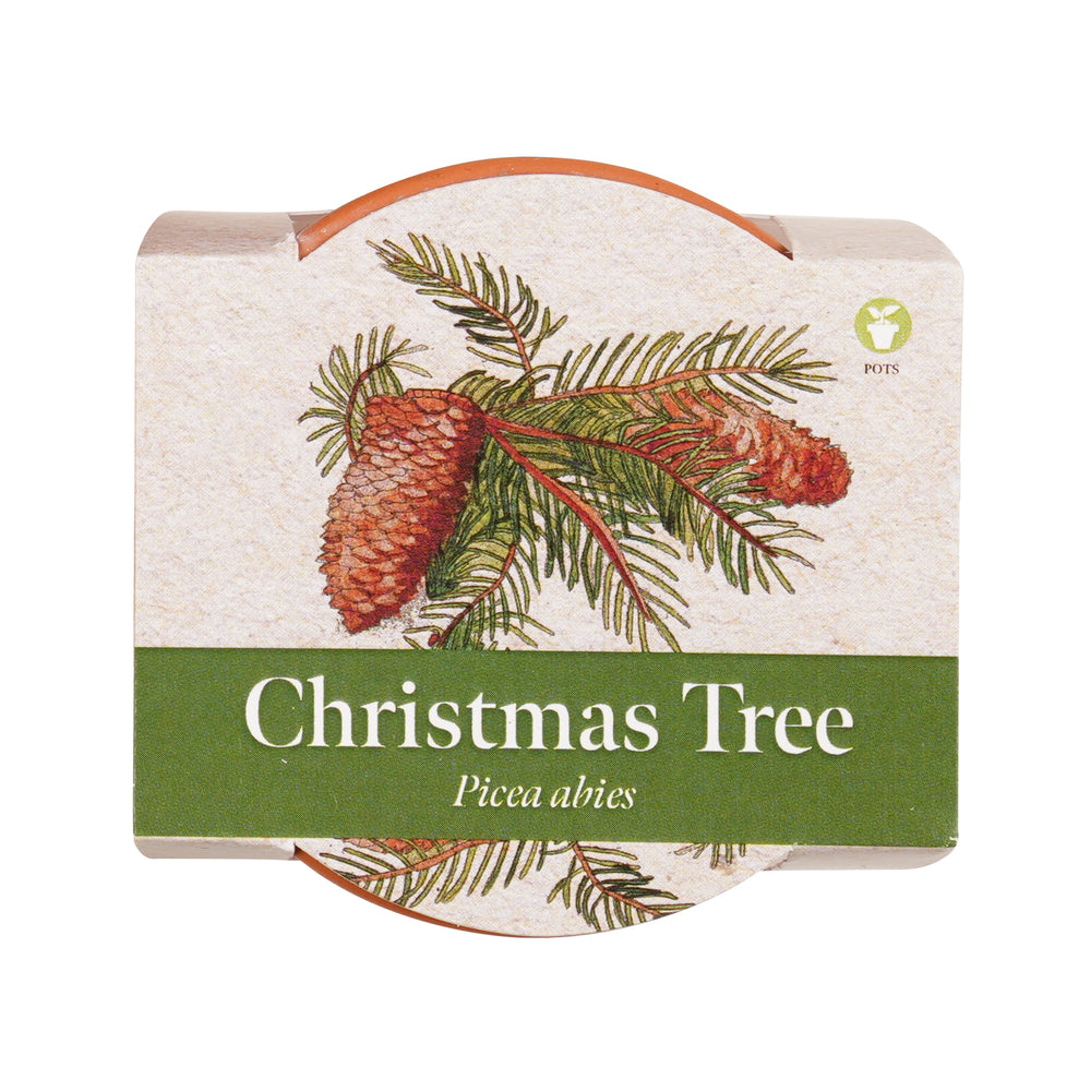 Growing Gift Norwegian Spruce