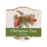 Growing Gift Norwegian Spruce