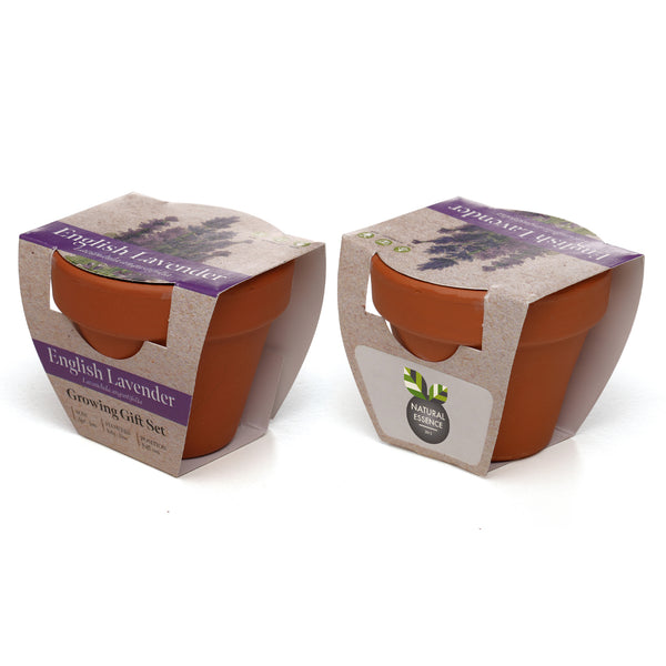 Growing Gift Lavendar