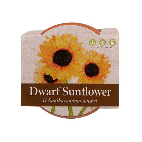 Growing Gift Dwarf Sunflower