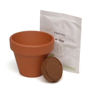 Growing Gift Daisy