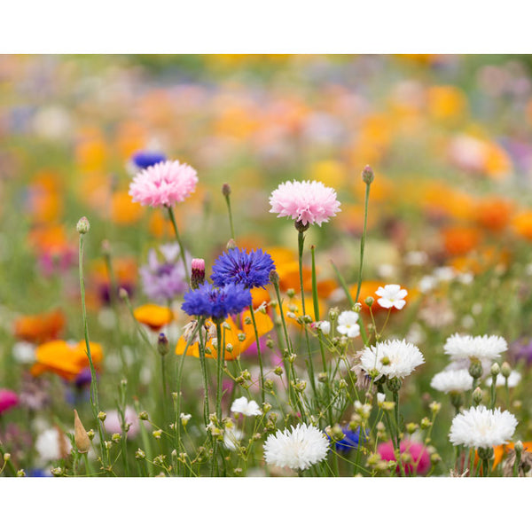 Branded A4 wildflower seed paper sheet