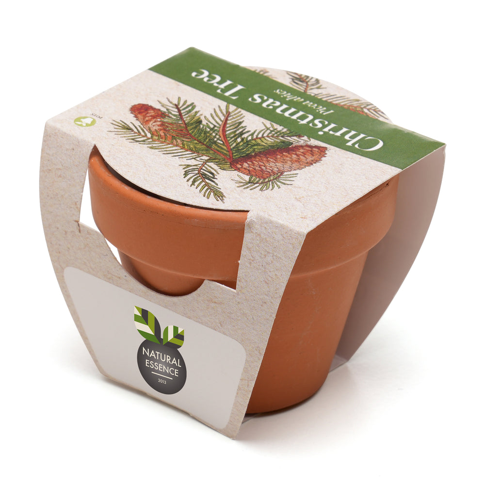 Growing Gift Norwegian Spruce