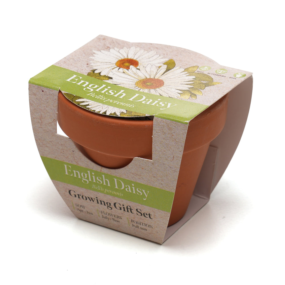 Growing Gift Daisy