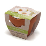 Growing Gift Daisy