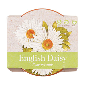 Growing Gift Daisy