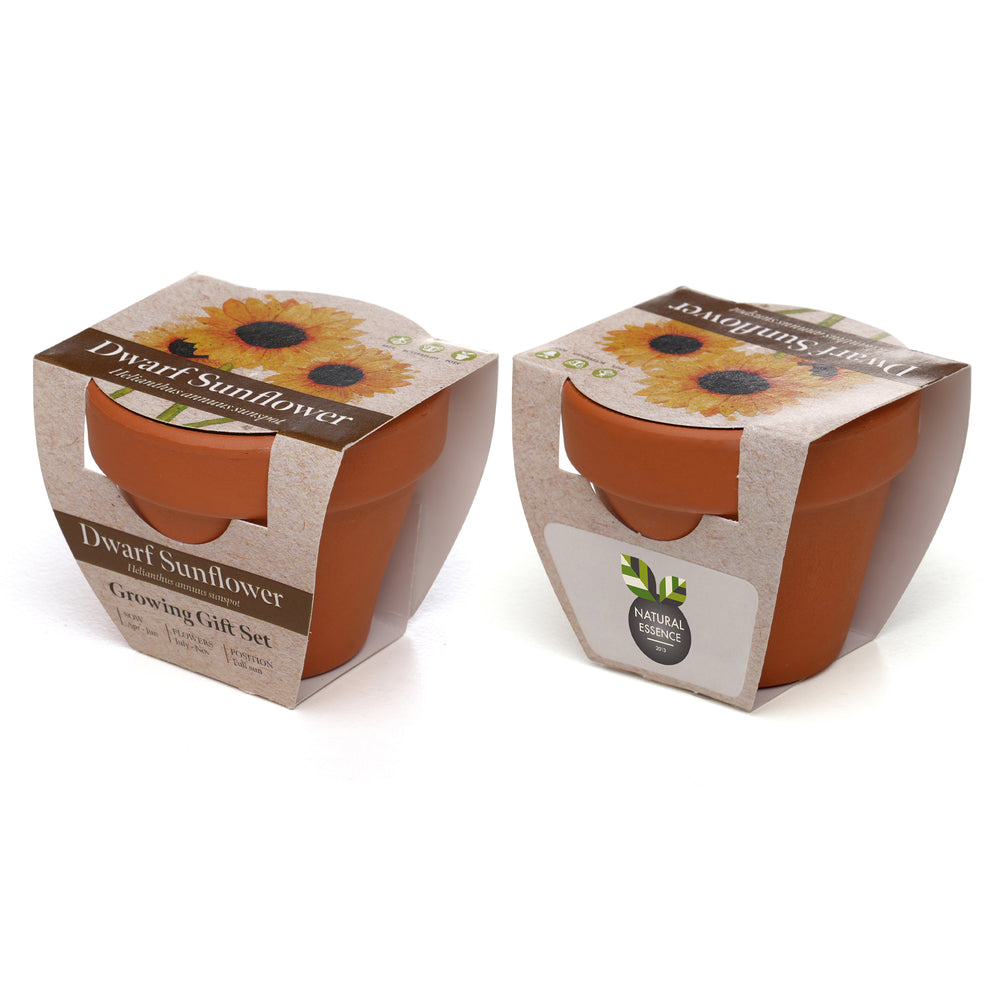 Growing Gift Dwarf Sunflower