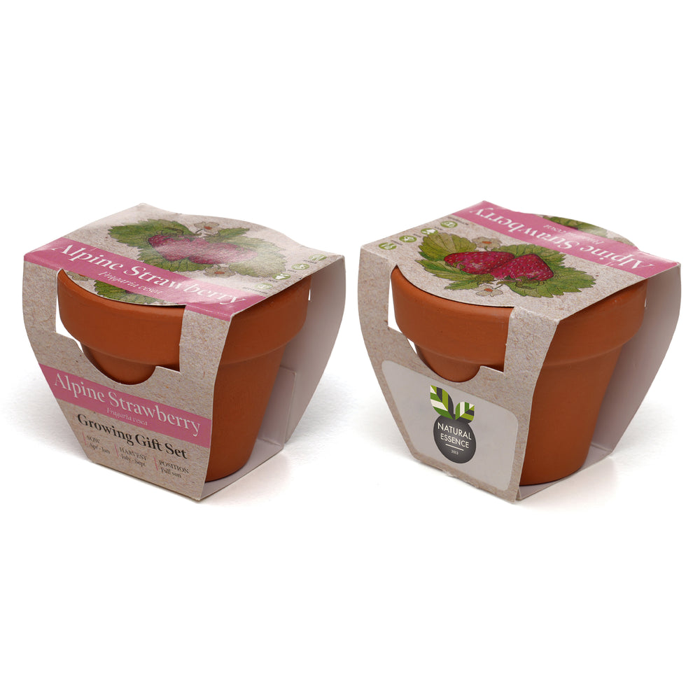 Growing Gift Strawberry