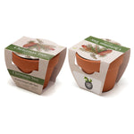 Growing Gift Norwegian Spruce