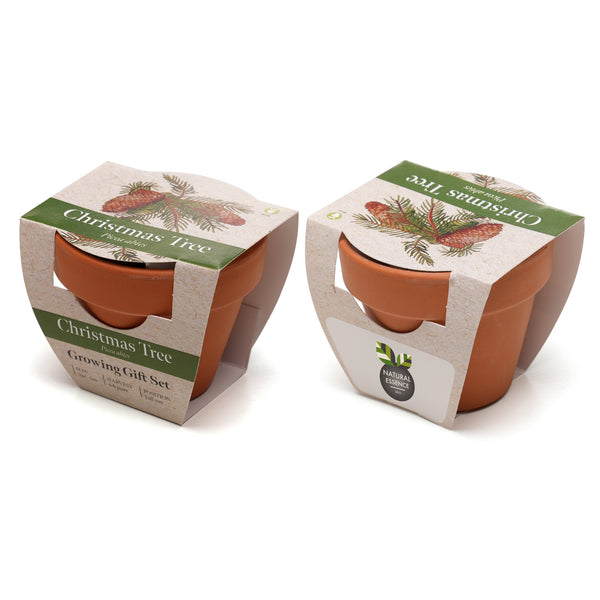 Growing Gift Norwegian Spruce