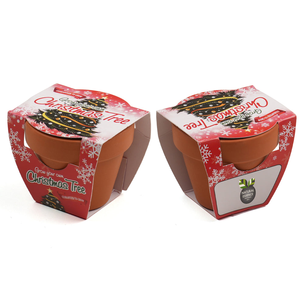 Growing Gift Norwegian Spruce