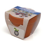 Growing Gift Forget-me-not