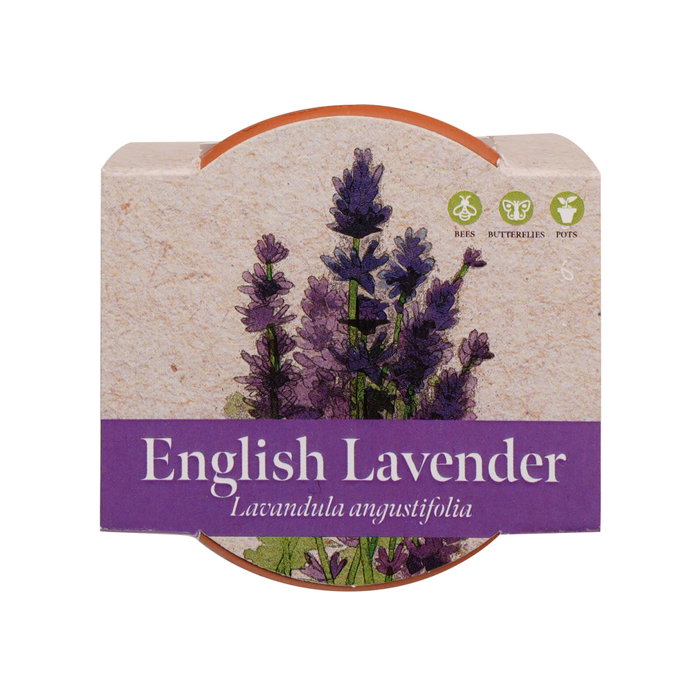 Growing Gift Lavendar