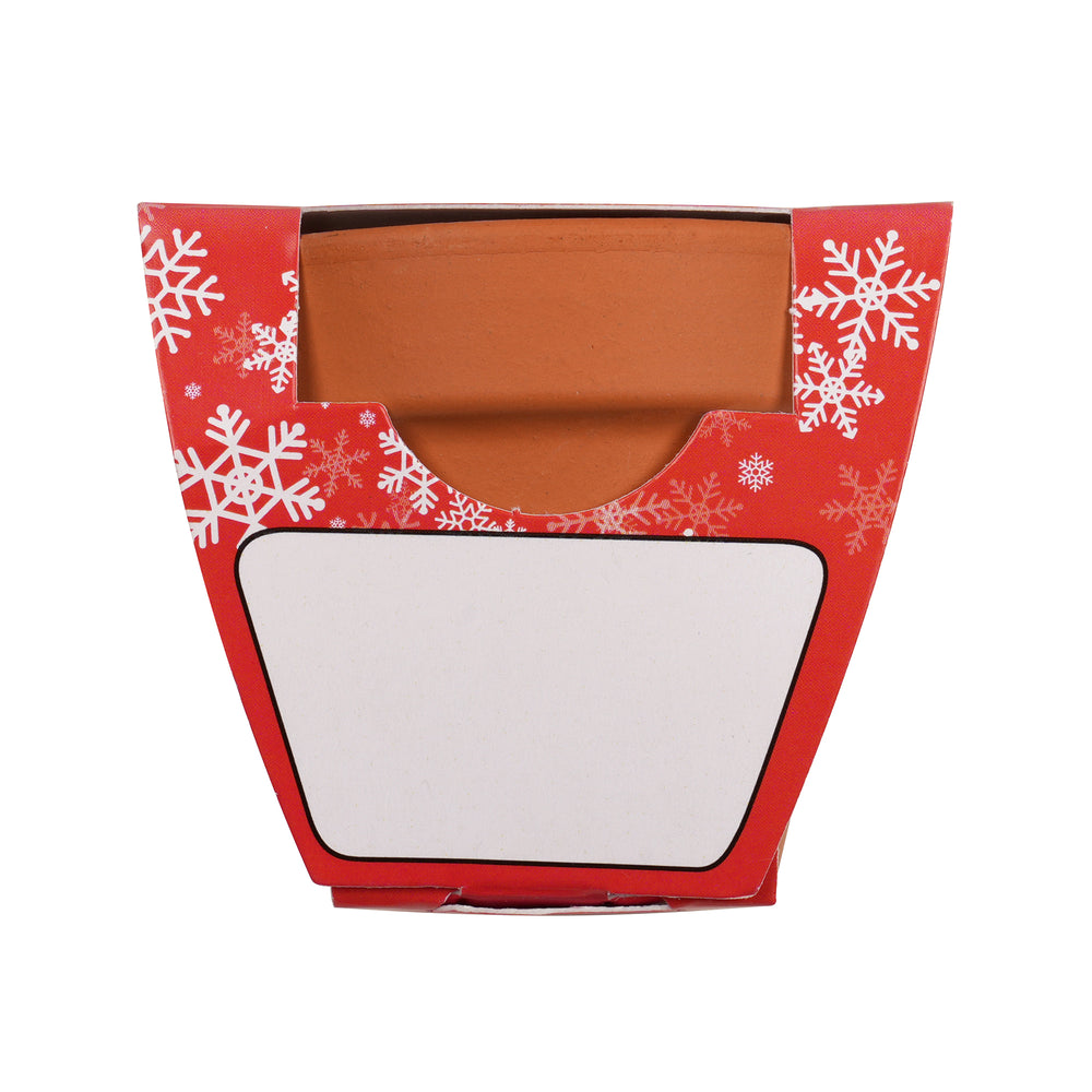 Growing Gift Norwegian Spruce