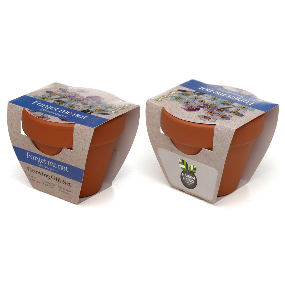 Growing Gift Forget-me-not