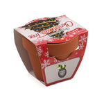 Growing Gift Norwegian Spruce