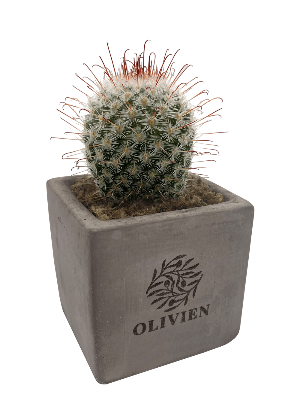 Concrete Cacti