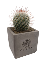 Concrete Cacti