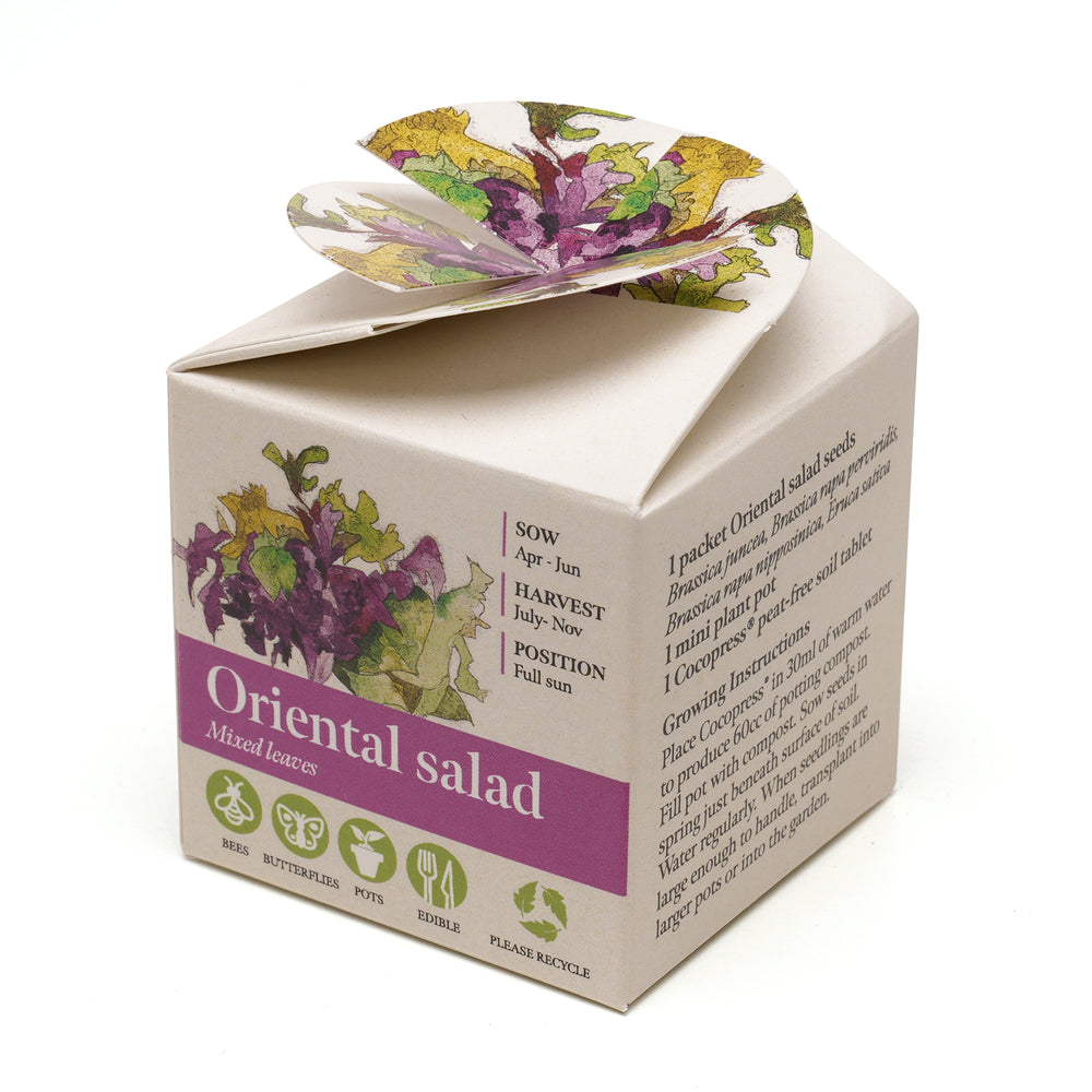 Mini Box Kit Oriental Salad