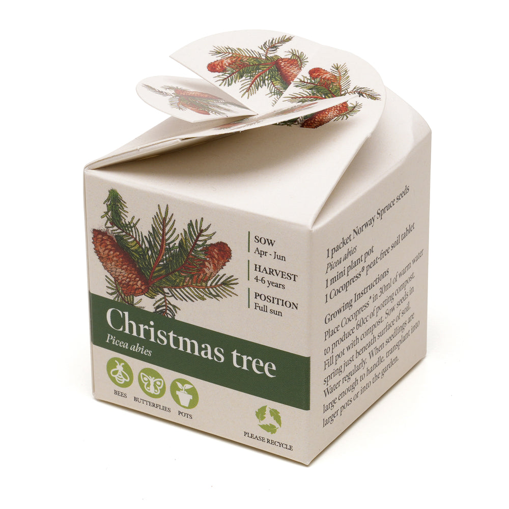 Mini Box Kit Norwegian Spruce