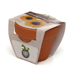 Growing Gift Dwarf Sunflower
