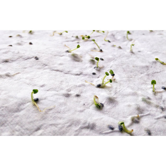 A5 wildflower seed paper sheet