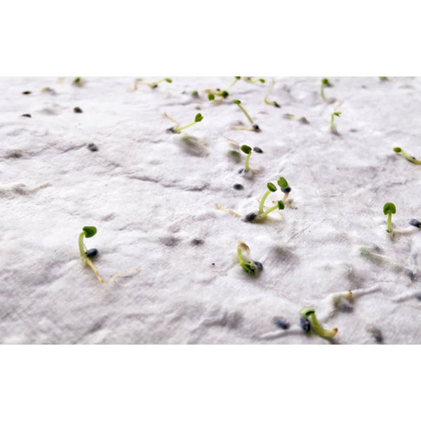 Branded A5 wildflower seed paper sheet