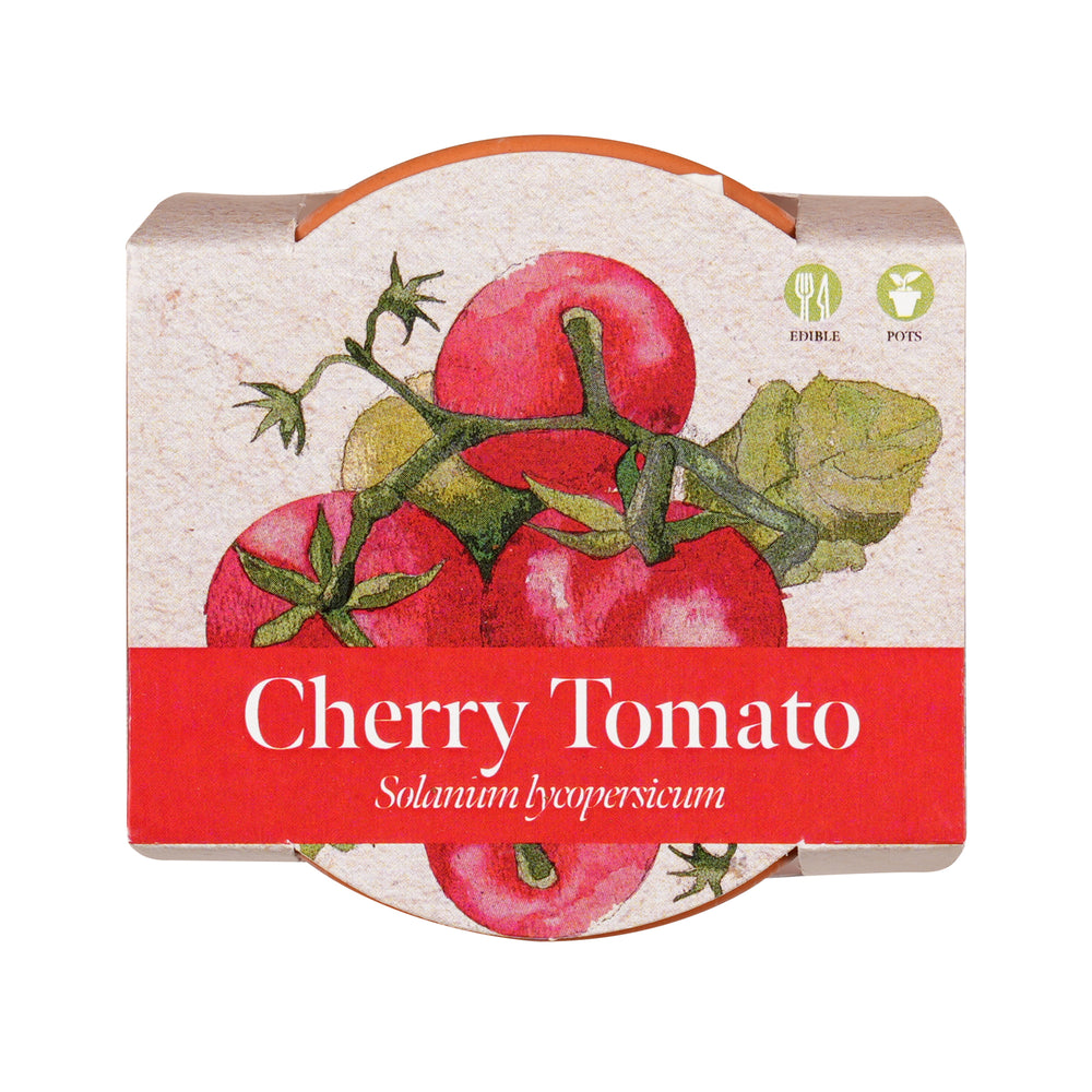 Growing Gift Cherry Tomato
