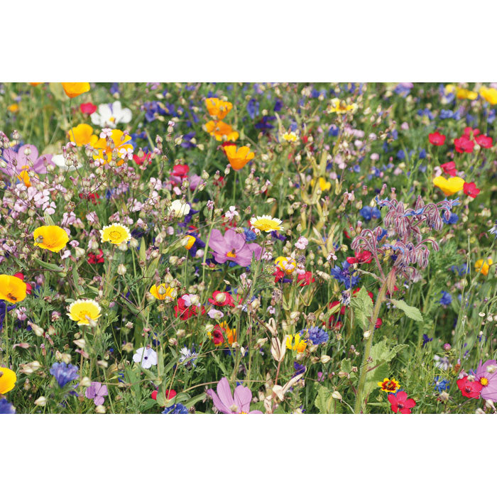 Branded Flowers mix seeds in envelope