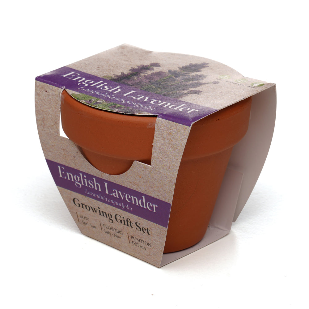 Growing Gift Lavendar