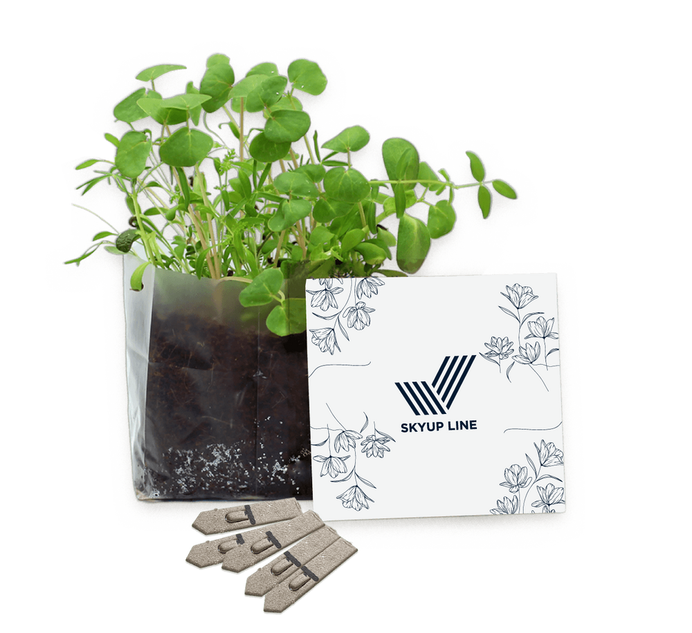 Letterbox Gardens
