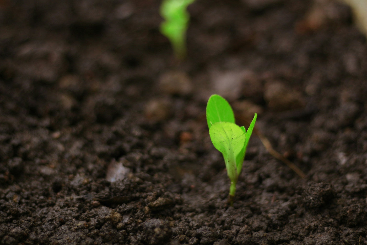 Branded Seed Packets & Plants