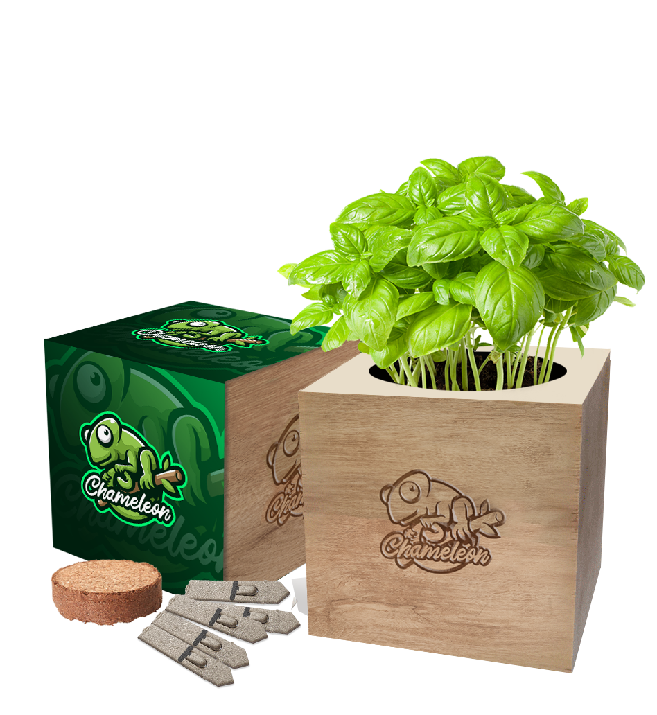 Desktop Cube Gardens – Totally Branded