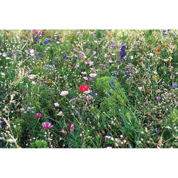 Flowers mix seeds in envelope