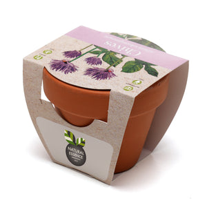 Growing Gift Chives