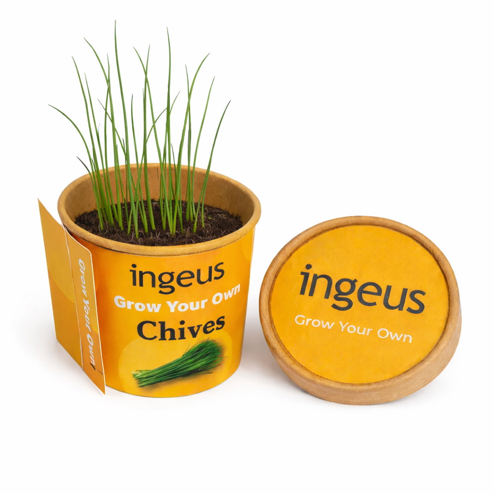 Chives Desktop Garden