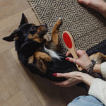 Pin and Bristle Pet Brush