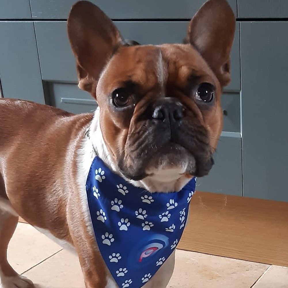 Branded Dog Bandana
