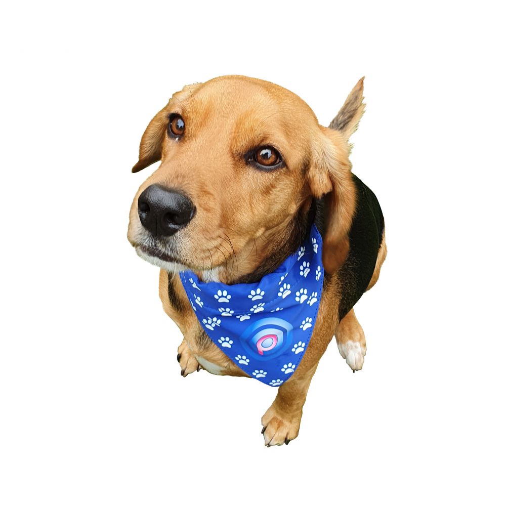 Branded Dog Bandana