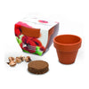 Branded 5cm Terracotta Pot