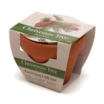 Growing Gift Norwegian Spruce