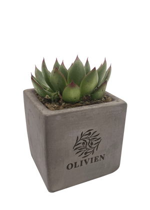 Concrete Succulent