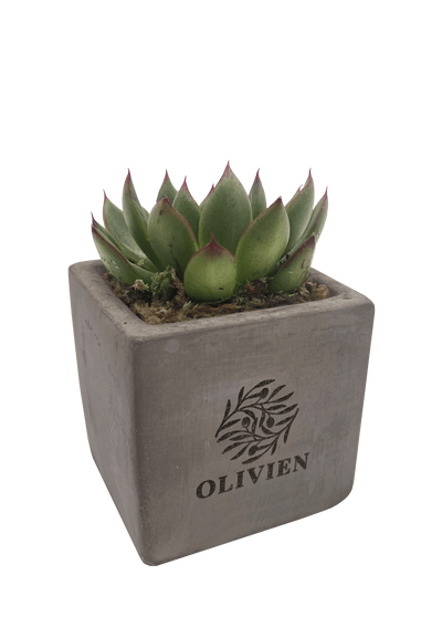 Concrete Succulent