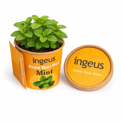 Mint Desktop Garden