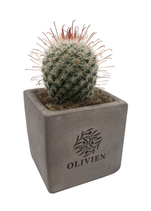 Concrete Cacti