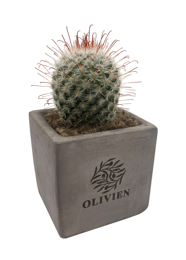 Concrete Cacti